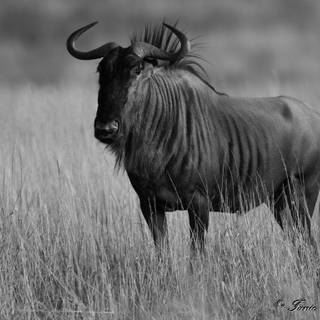 Blue wildebeest wallpaper