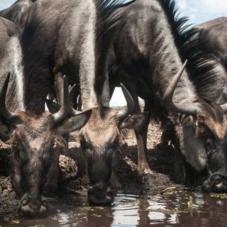 Blue wildebeest wallpaper