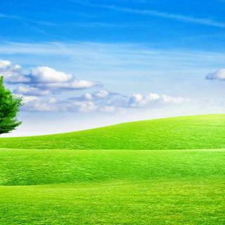 Open field wallpaper