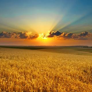 Open field wallpaper