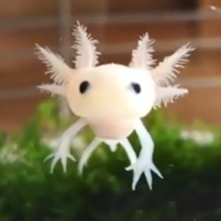Baby axolotl wallpaper