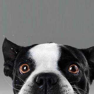 Dog face wallpaper