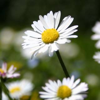 Summer latin wallpaper