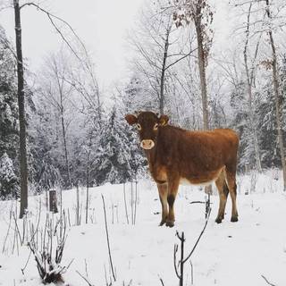 Herd of jersey cows wallpaper