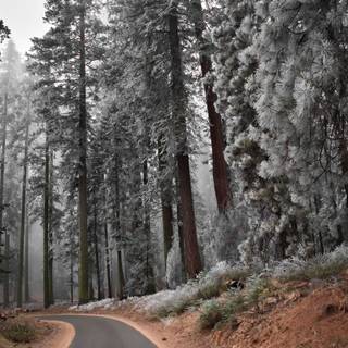 Cold autumn wallpaper