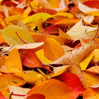 Yellow autumn leaf wallpaper