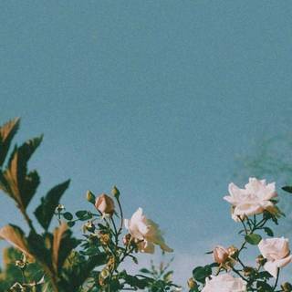 Summer flowers Android wallpaper