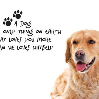 Dog lover wallpaper