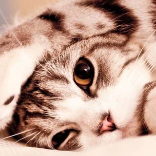 Mobile cute animals wallpaper