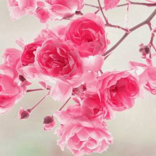 Computer cute wallpaper