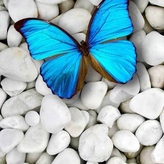 The butterfly wallpaper