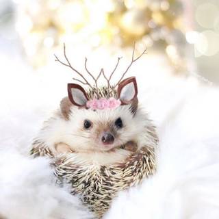 Baby hedgehog wallpaper