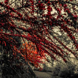 Autumn branches wallpaper