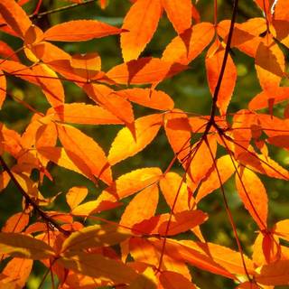 Autumn branches wallpaper