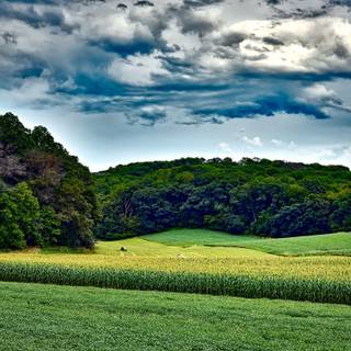 Grass summer wallpaper