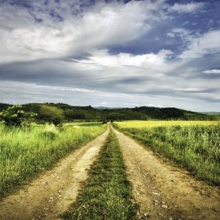 Grass summer wallpaper