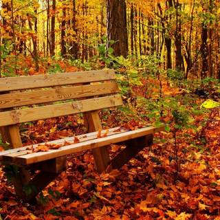 Nature autumn wallpaper