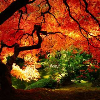Nature autumn wallpaper
