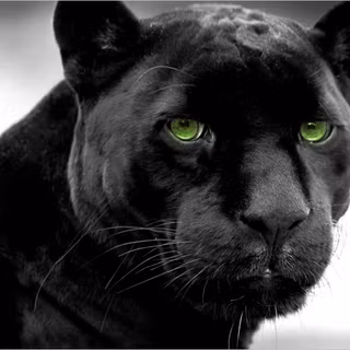 Black puma wallpaper