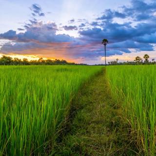 Rice field view wallpaper