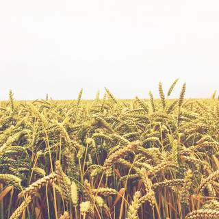 Rice field view wallpaper