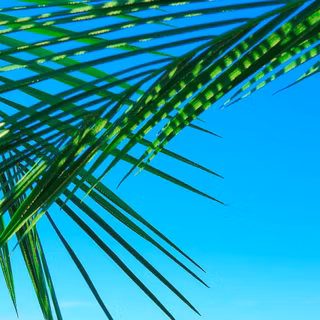 Summer iPhone HD wallpaper