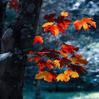 Autumn PS4 wallpaper