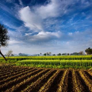 Agricultural lands wallpaper