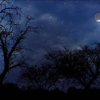 Night summer scene wallpaper