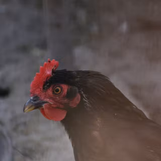Chicken animal wallpaper
