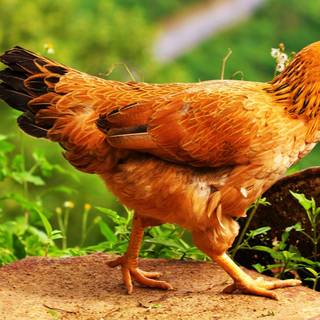 Chicken animal wallpaper