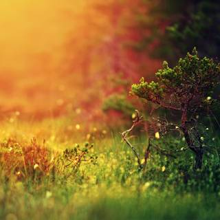 Small tree wallpaper