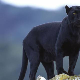 Black desktop animal HD wallpaper