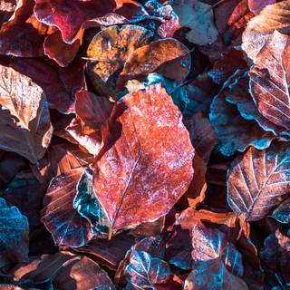 Daytime autumn wallpaper