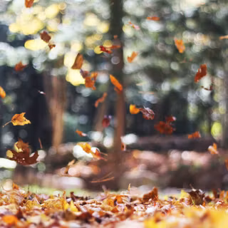 Daytime autumn wallpaper