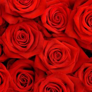 Rose computer wallpaper