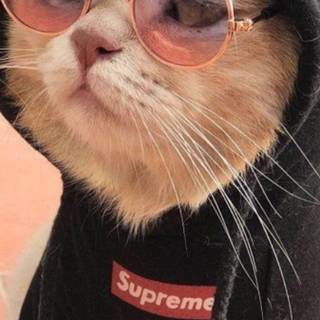 Cat PFP cute wallpaper