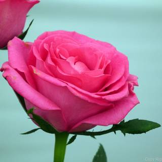 Colour rose wallpaper