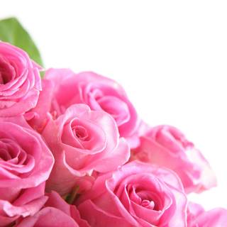 Colour rose wallpaper