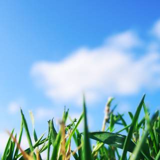 Sky and grass wallpaper