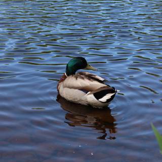 Summer duck wallpaper