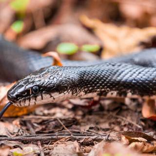 Black Racer wallpaper