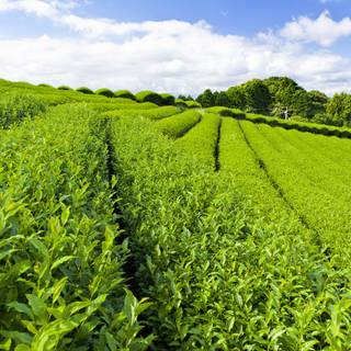 Tea plantation wallpaper