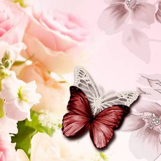 Butterfly PC Tumblr wallpaper