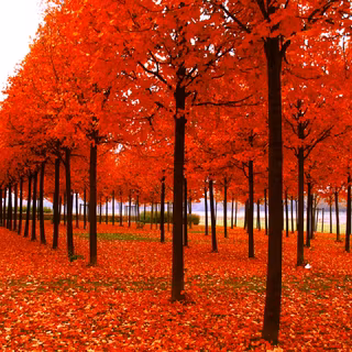 Amsterdam autumn wallpaper