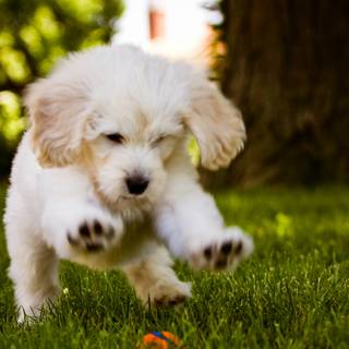 Beautiful dog wallpaper
