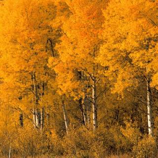 Montana autumn wallpaper