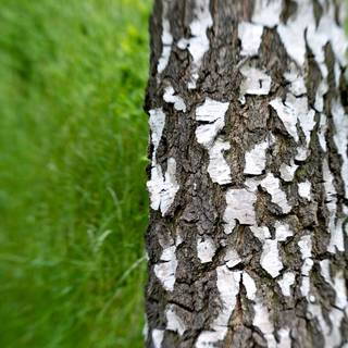 Tree trunk wallpaper
