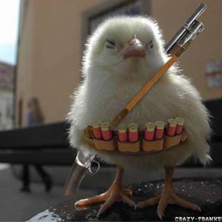 Funny chicken wallpaper