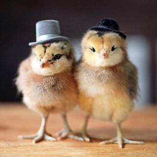 Funny chicken wallpaper